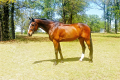 Capricello Equitation Horse for sale Pic 1