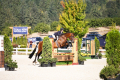 Cavalli Equitation horse for lease and sell successfull in USA Pic 3