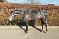 Creoll-Stallion-2016-Hunter-for-sale-Pic-4