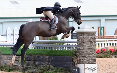 Crown Imperial Z Gelding 2013 placed in Hunter derby sold by European Sporthorses