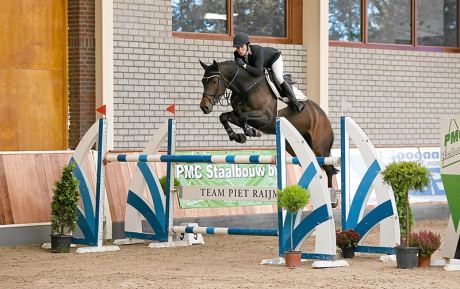Demorc Gelding 2008 by Canturano Jumper for sale Pic 3