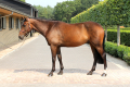 Demorc-Gelding-2008-by-Canturano-Jumper-for-sale-Pic-1