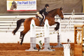 Gelding 2004 Equitation Horse for sale Pic ST2 1