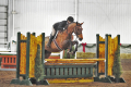 Gindins Gelding 2010 Hunter for sale Pic 2