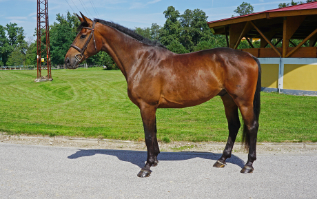 Lermidor Gelding 2013 Equitation horse for sale (2).JPG