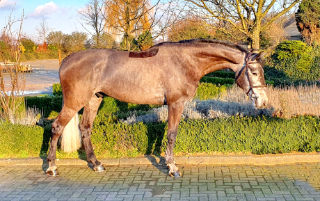 Look at me Gelding 2016 by Quasimodo Horse for sale pic 1