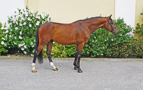 Quido Gelding 2012 by Quinar Hunter for sale Pic 1