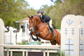 Split Hunter for sale Equitation horse for sale 1 (2)