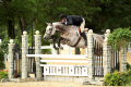 Zybon-Gelding-2004-Hunter-for-sale-KY-Pic2