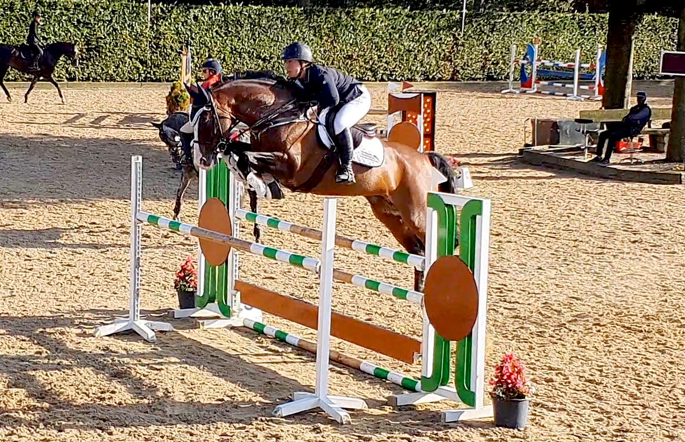 Successful from European Sporthorses, european hunter and jumper with ...