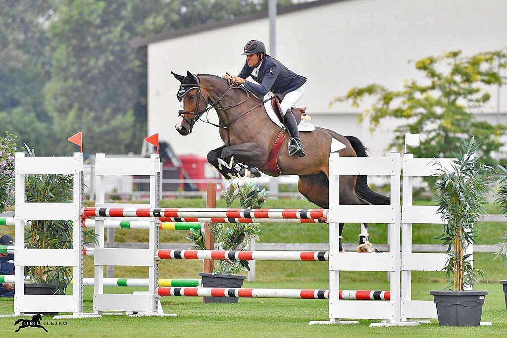 Successful from European Sporthorses, european hunter and jumper with ...