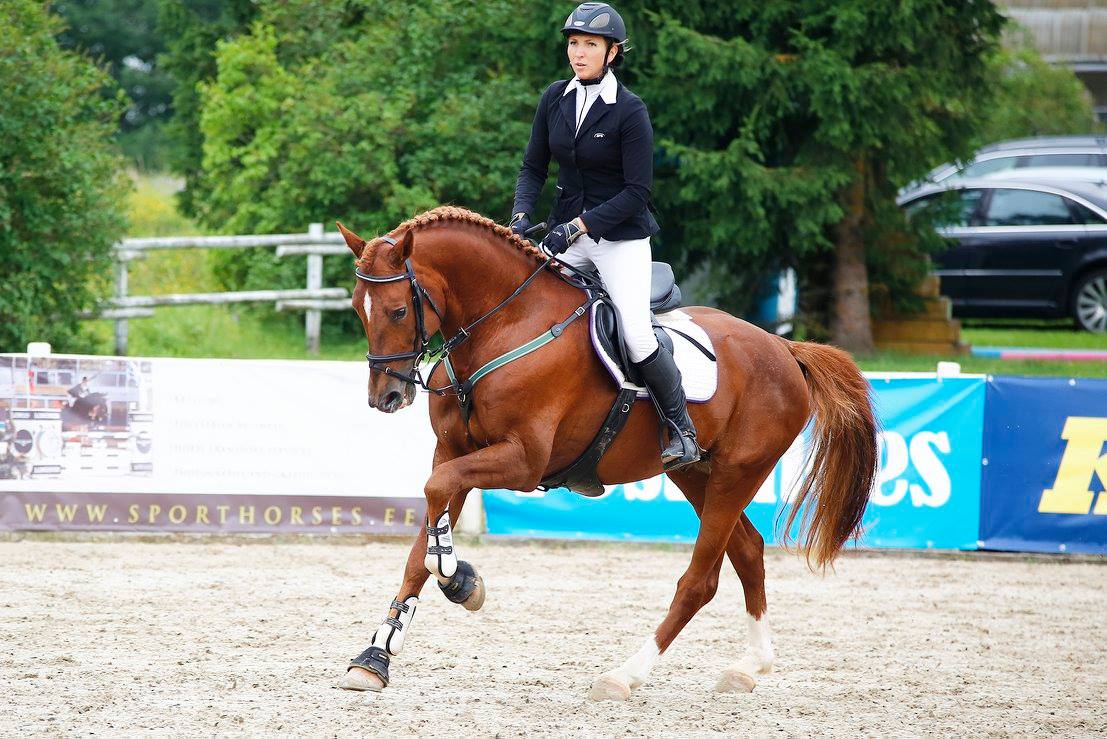 Successful from European Sporthorses, european hunter and jumper with ...